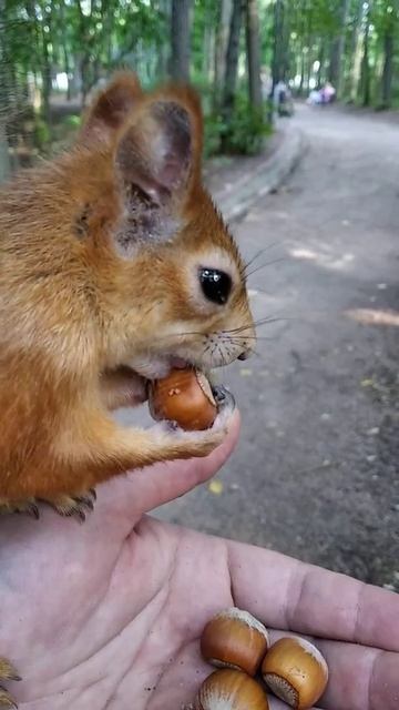 Белка вскрывает орех смотреть онлайн