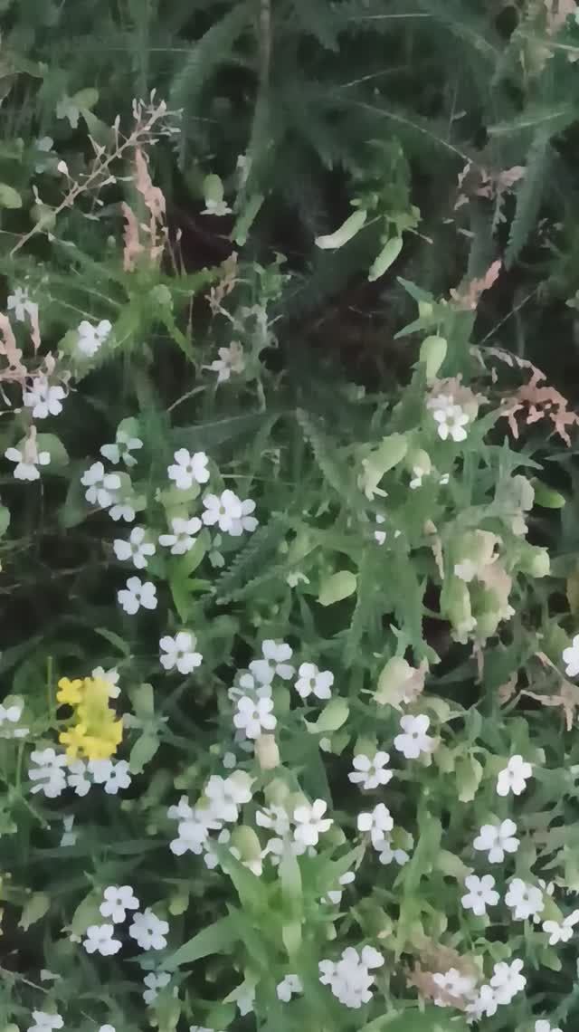 цветы