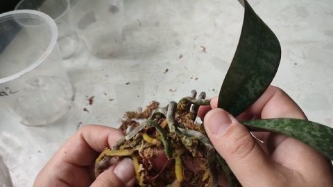 Пересадка орхидеи Шиллериана из покупного мха в кору и мох