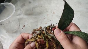 Пересадка орхидеи Шиллериана из покупного мха в кору и мох