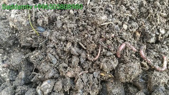 Биогумус зимой в мини парнике ( в 2) смотреть онлайн