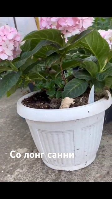 гортензия Со лонг санни #гортензии #garden #питомникгорте