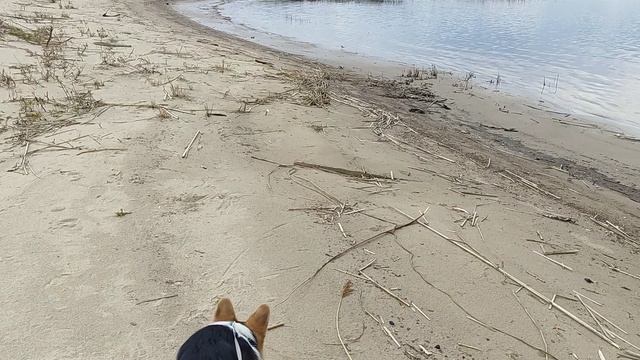 Водичка прохладненькая, как я люблю, мам идём купаться гав