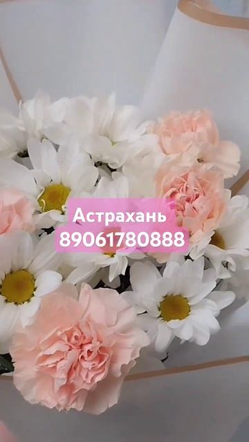 #ромашки #диантусы #цветы #цветыастрахань #астрахань #б