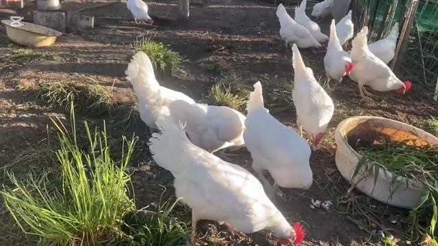 ДОМАШНИЕ КУРЫ