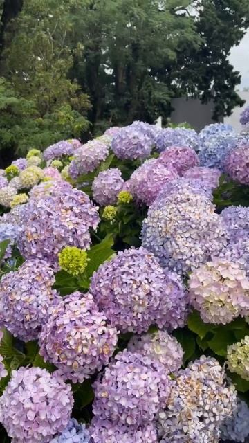 #hydrangea#macrophylla #hortensia#гортензия#garden#гортензія#flowers #park#jardin смотреть онлайн