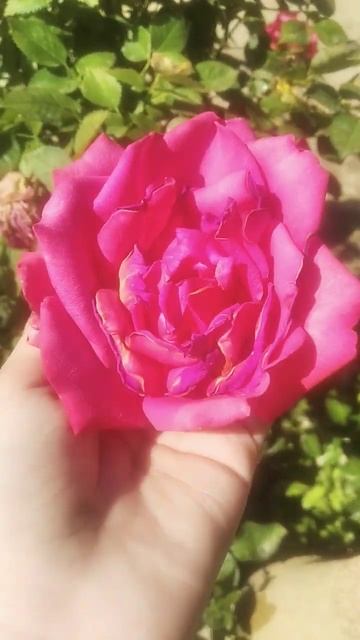 есть ли красивые цветы то лайк и и подписку не забудь Я смотреть онлайн