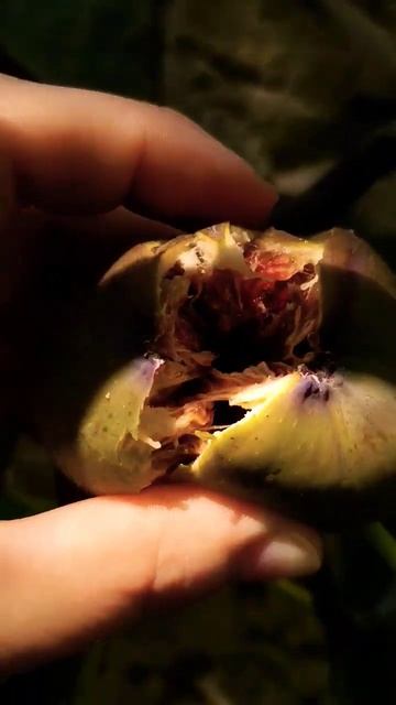 Полезный Вкусный Инжир | Пение Птиц в Саду Лесу | Слад смотреть онлайн