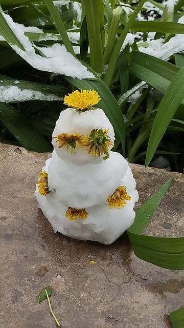 снеговик в конце апреля #снеговик #одуванчик #природа # смотреть онлайн