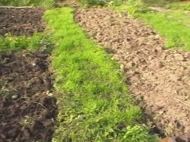 Рожь и картон от сорняков НА ЦЕЛИНЕ//цветная капуста.