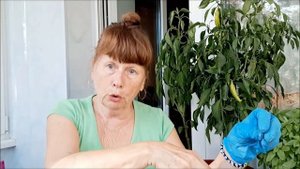 НЕ ВЫБРАСЫВАЙТЕ МЯТУ ПЕРЕСАДИТЕ В ГОРШОК