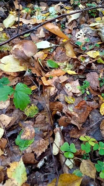 Рано завершать сезон: Грибы есть!!! Какая красота в лес? смотреть онлайн