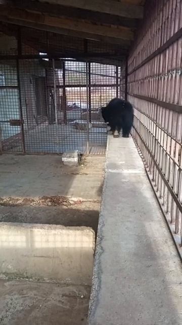 МЕДВЕЖАТА - ХОДИМ ПАРОЙ смотреть онлайн