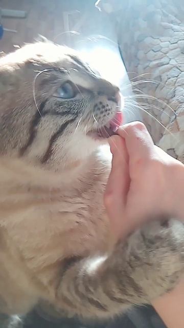 Едят колбаску #kitten #cat #cute #animals #pets #catlover #cutecat смотреть онлайн