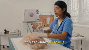 Аллергия у кошек: как выявить и лечить