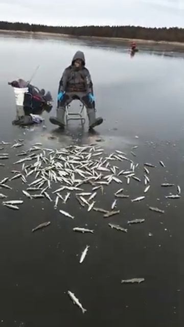 На Буссе открыли сезон подлёдного лова смотреть онлайн