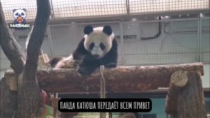 🐼 Малышка Катюша передает всем привет своим милым пандовским мычанием.
