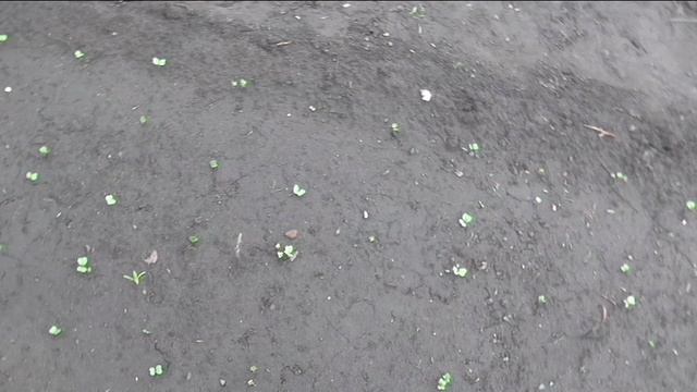 О маячковой посадке