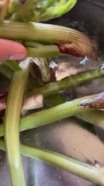 Второй часть Борщевик ? #борщевик #доброеутро #lol #прави смотреть онлайн