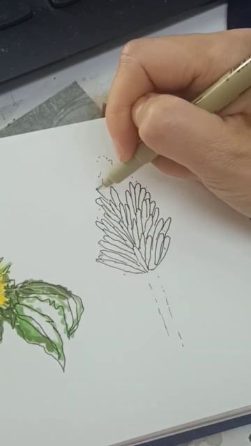 Цветок алоэ смотреть онлайн