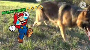 Mario reacts to YouTube channel "How To Tame a Wild Animal"