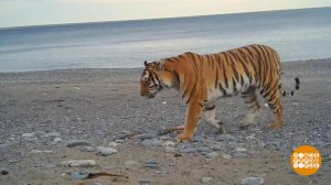 Как спасали тигрят. Доброе утро. Фрагмент выпуска от 14.05.2025