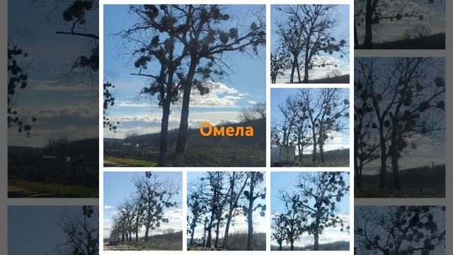 Омела #travel #отпускпродолжается