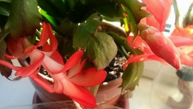 Чем кормить декабриста, чтобы цвел всю зиму и весну