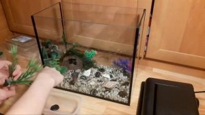 Запуск аквариума. Заводим рыбок ВЛОГ