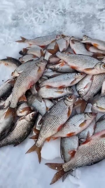 #рек #fishing #речныемонстры #рыбалка #харьков #озеро #зимн? смотреть онлайн