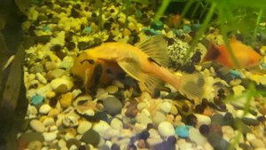 Анциструс поедает тыкву