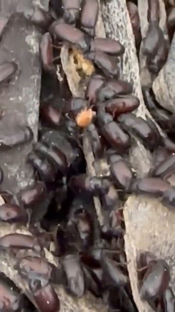 жуки едят свох смотреть онлайн