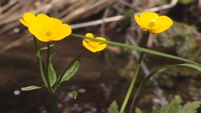 Унесу... смотреть онлайн