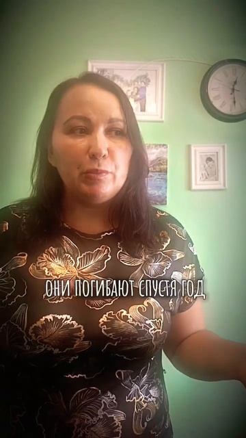 Почему гибнут Хвойные из питомника? #ландшафт #хвойные смотреть онлайн