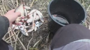 ЛОВЛЯ ПЛОТВЫ НА ПОПЛАВОК. БОБРЫ НЕДОВОЛЬНЫ НАМИ. СБРОСИЛИ ВОДУ В РЕКЕ. ЖЕСТЬ