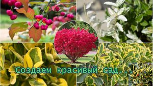 Создаем красивый сад*  Декоративные кустарники *  Мой сад