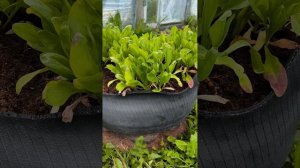 Выращиваю Лечебные травы l Календула в вазонах