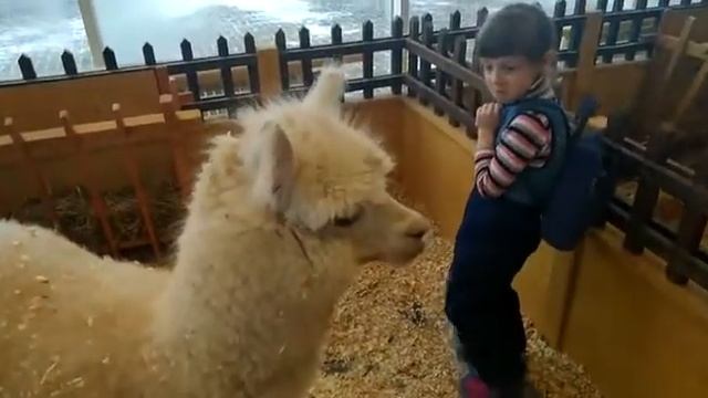 Лама и ребенок смотреть онлайн