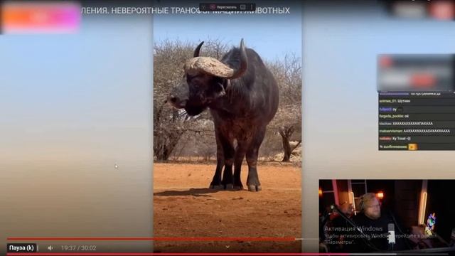 тоха любит есть детей смотреть онлайн