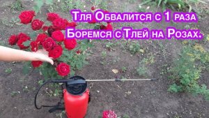 Тля Обвалиться Мгновенно Стоит только обработать кусты народным способом. Боремс