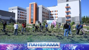 Символ победной весны: на территории Донецкого Перинатального центра высадили 300 кустов сирени!