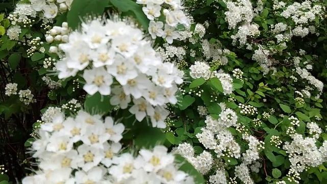 Цветение кустарников