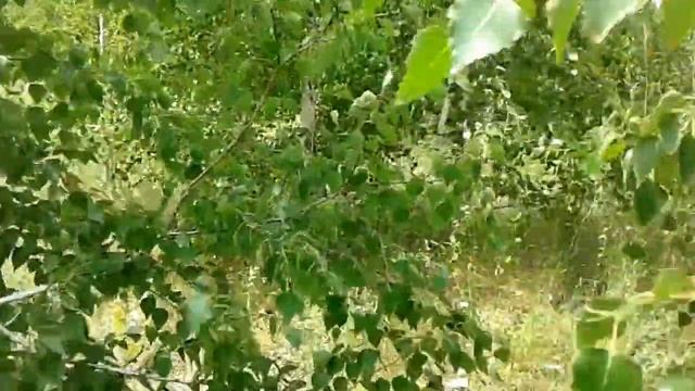 VLOG СОБИРАЕМ СМОРОДИНУ И ЗНАКОМИМСЯ СО СТРЕКОЗОЙ 🐲 смотреть онлайн