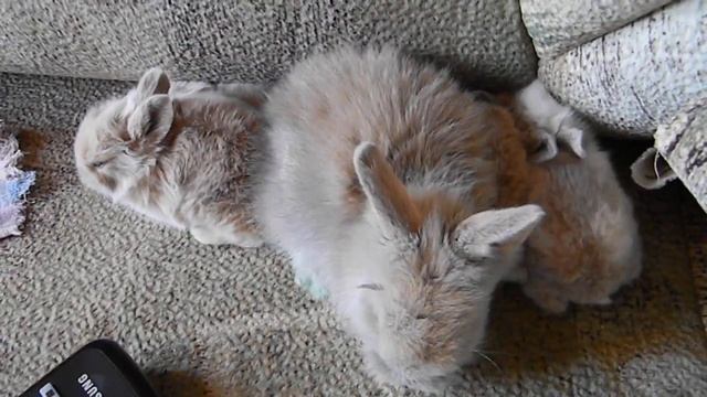 кролики мелкие1.MOV смотреть онлайн