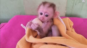 Обезьянка КРОХОТУЛЯ помылась Мама вытирает Ест рис шарики Сосет пустышку КРАСИВАЯ МИЛОТА