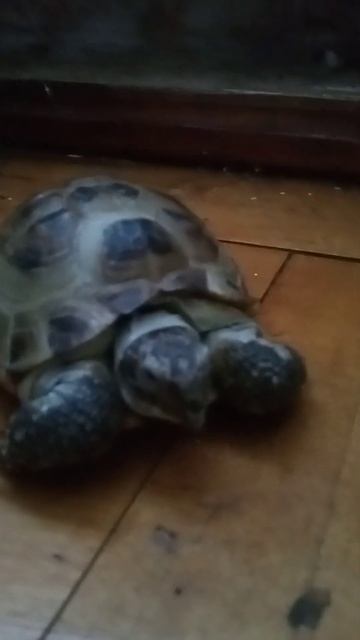 пуля любит есть банан 🍌 смотреть онлайн