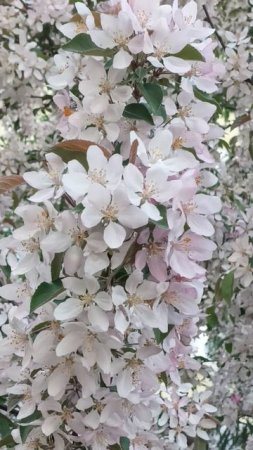 flowers of the Apple's trees 🌺🌺🌺яблони в цвету,весна