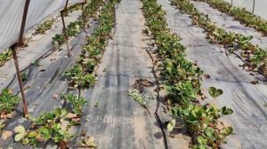 Голубика выращивание,сбор ягоды,утро на Кубани.