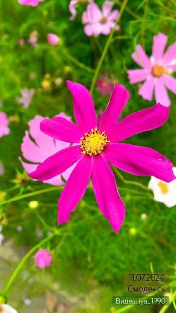 Яркого цветения цвет. Растения июля месяца, средней по смотреть онлайн