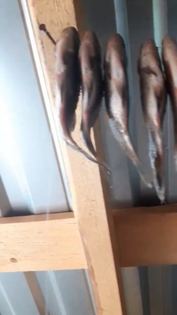 рыбалка вялим плотвичку смотреть онлайн